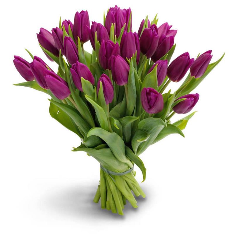 Bukiet 25 fioletowych tulipanów