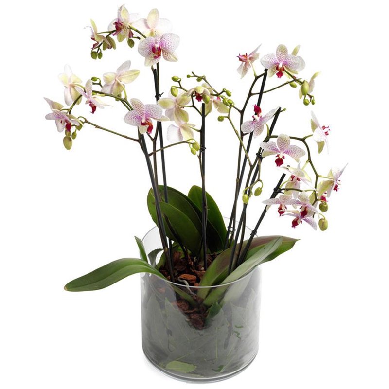 Phalaenopsis w naczyniu