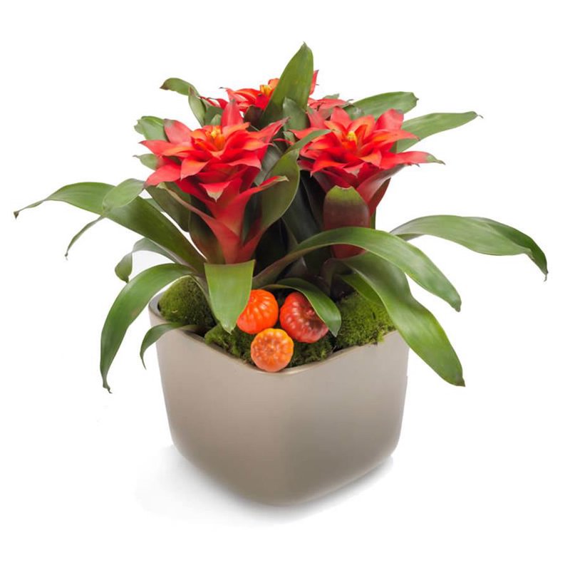 Guzmania